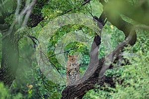 An angry wild leopard or panther on tree trunk in natural monsoon green background at jhalana forest or leopard reserve jaipur