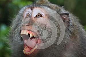 Angry wild monkey (long-tailed