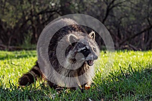 Angry Wild Raccoon