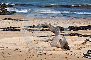 Angry wild Sea Lion - New Zealand