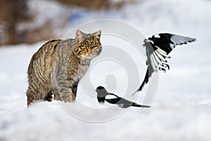 Angry wildcat looking at two magpies in winter on snow