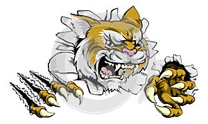 Angry wildcat sports mascot