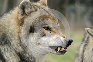 Angry Wolf photo