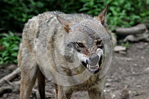 Angry wolf photo