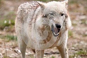 Angry Wolf