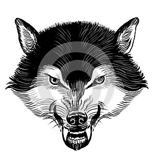 Angry wolf head