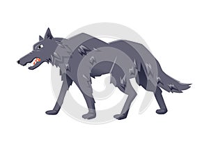 Angry wolf walking. Vector flat illustration, isolated on white background.