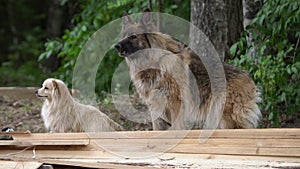 Angry wolfdog barking outside by the bushes. Furry wolf dog woof outdoors, no people