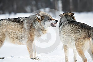 Angry wolves in winter forest