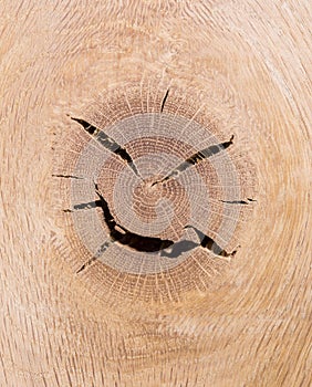 Angry wood head photo