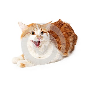 Angry yellow and white cat hissing