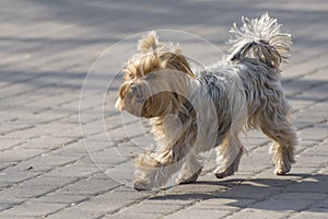 Angry Yorkshire Terrier runs towards. Rabid animals