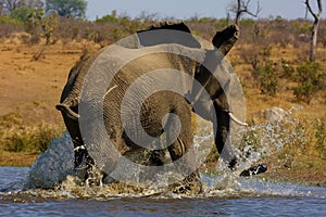 Angry young elephant Loxodonta africana in water. A young male fleeing frightened through the water