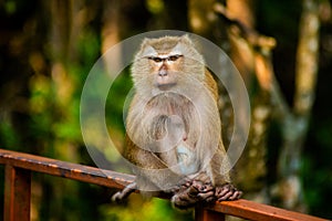 Angry young female monkey walking in the park. Thailand. Macaca leonina