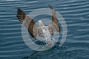 Angry young Seagull