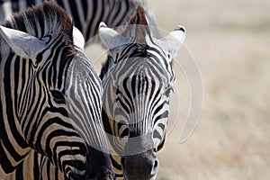 Angry zebras with their ears back