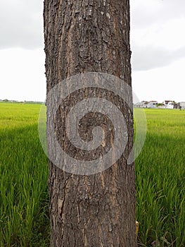 The Angsana tree trunk stands on the side of the highway photo