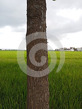 The Angsana tree trunk stands on the side of the highway photo