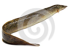 Anguilla bengalensis or Indian eel