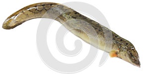 Anguilla bengalensis or Indian eel