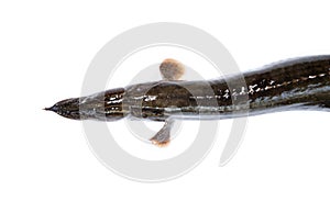 Anguilla bengalensis or Indian eel fish over white background