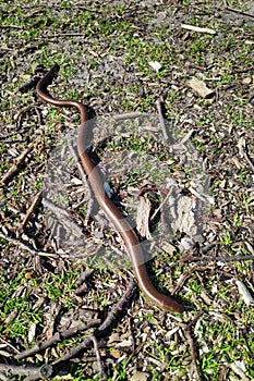 Anguis fragilis also known as Slow worm