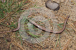 Anguis fragilis the Blindworm