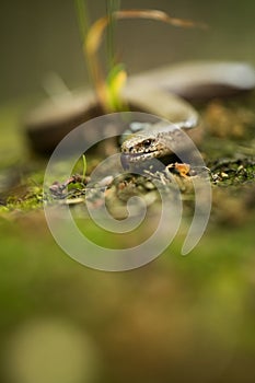 Anguis fragilis. Expanded throughout Europe. Not in Scandinavia.