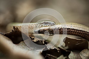 Anguis fragilis. Expanded throughout Europe. Not in Scandinavia.