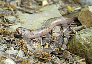 Anguis fragilis face closeup. Slow worm aka slowworm.