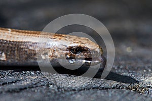 Anguis fragilis a legless lizard on a tree stump.