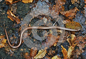 Anguis fragilis lizard