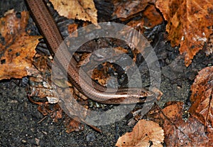 Anguis fragilis lizard