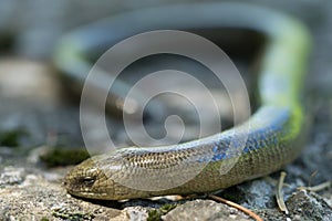 Anguis fragilis Macro photo. Male