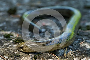 Anguis fragilis in Natural Habitat. Male