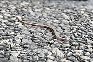 Anguis fragilis, slow worm