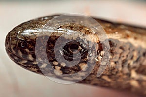 Anguis fragilis, Slow worm