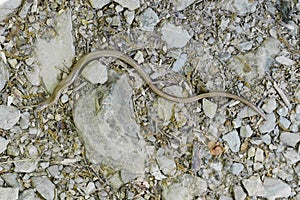 Anguis fragilis, slow worm