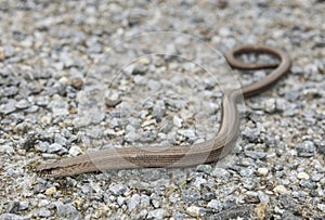 Anguis fragilis - slow worm