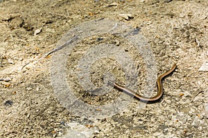 Anguis fragilis (slow worm).