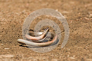 Anguis fragilis, Slow worm basking on a sandy surface in a natural environment