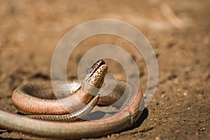 Anguis fragilis, Slow worm basking on a sandy surface in a natural environment