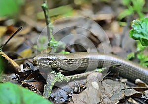 Anguis fragilis - slow-worm or blindworm