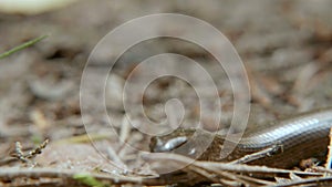 The Anguis fragilis, or slow worm, is a limbless lizard. Close up shot