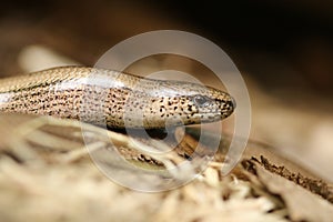 Anguis fragilis, or slow worm warming itself up to go hunting.