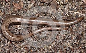 An Anguis fragilis, or slow worm warming up on the forest floor before going hunting.