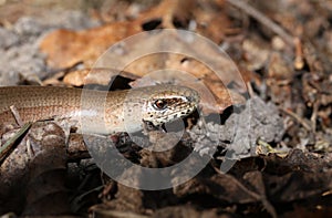 An Anguis fragilis, or slow worm warming up on the ground in the sun before going hunting.