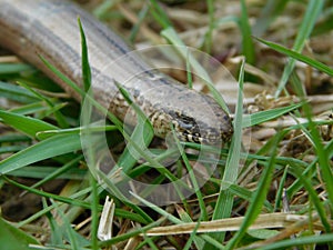 Anguis fragilis Slow-worms are lizards, though they are often mistaken for snakes. Unlike snakes they have eyelids, a flat forked