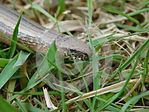 Anguis fragilis Slow-worms are lizards, though they are often mistaken for snakes. Unlike snakes they have eyelids, a flat forked