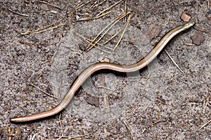 Anguis fragilis, the slowworm, is a legless lizard native to Eurasia.